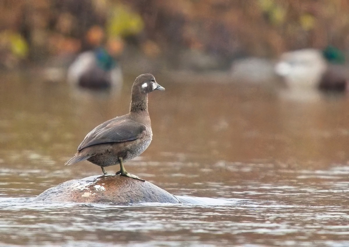 ברווז איסלנדי - ML644735850