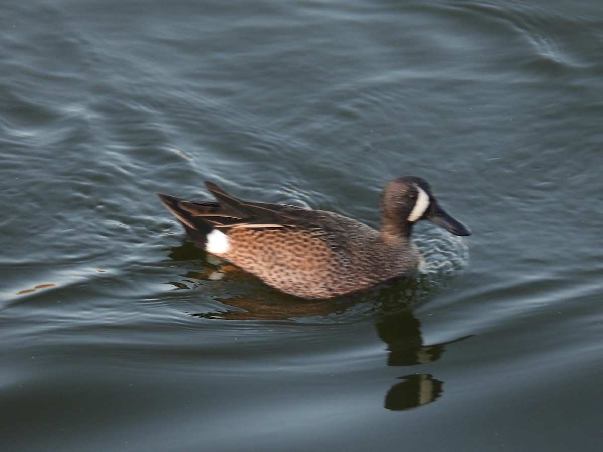 ミカヅキシマアジ - ML644735871