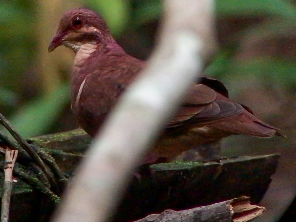 Ruddy Quail-Dove - ML644735884