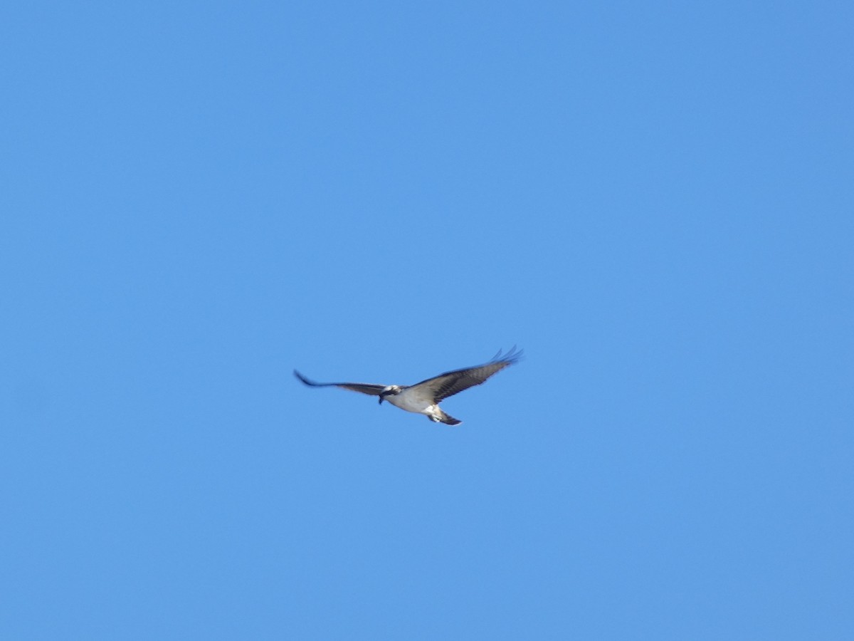 Osprey - ML644735893