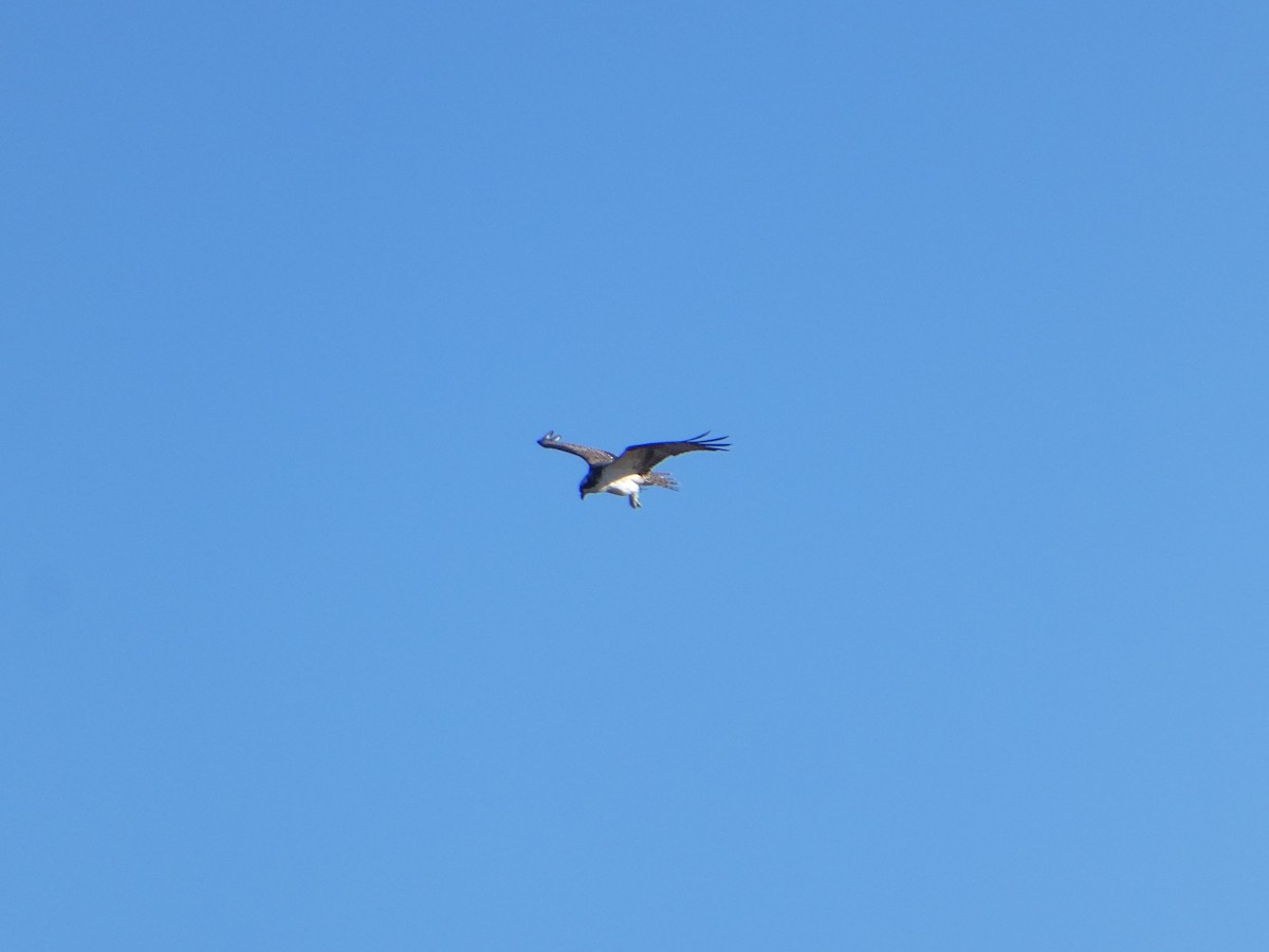 Osprey - ML644735894