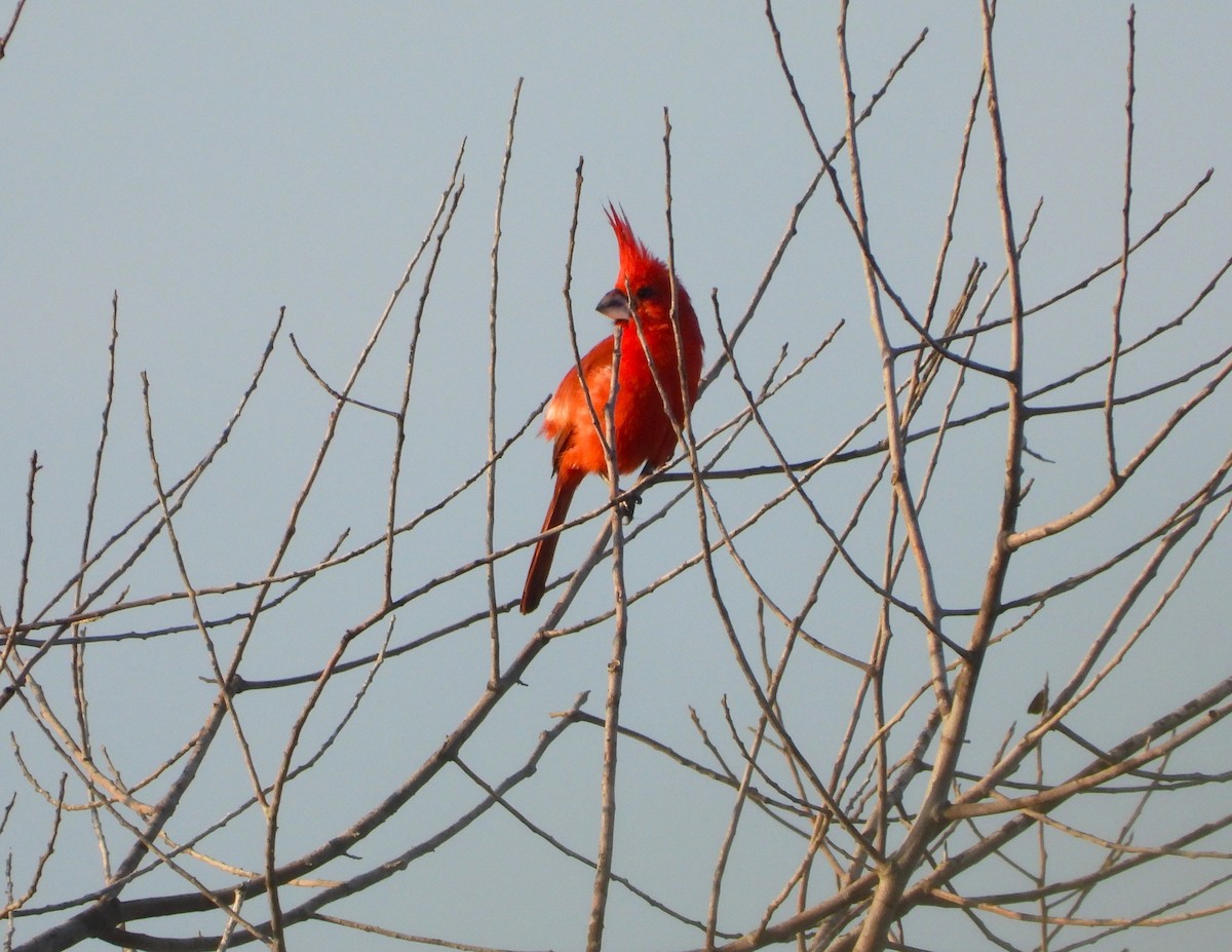 ミナミショウジョウコウカンチョウ - ML644735899