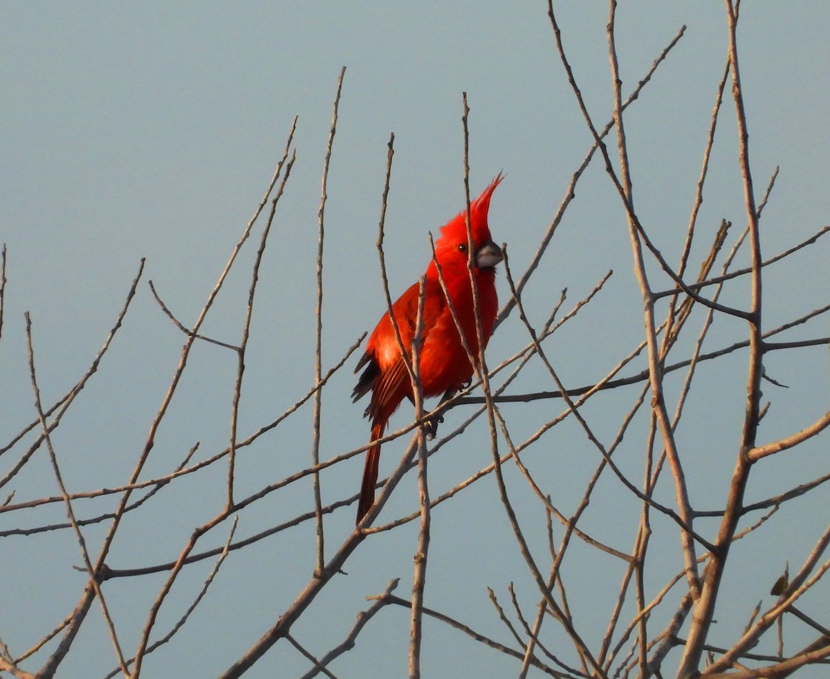 ミナミショウジョウコウカンチョウ - ML644735900