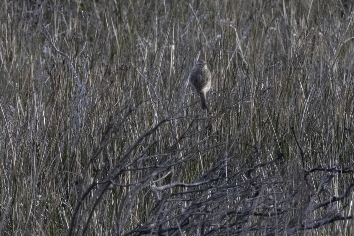 Australian Pipit - ML644735923