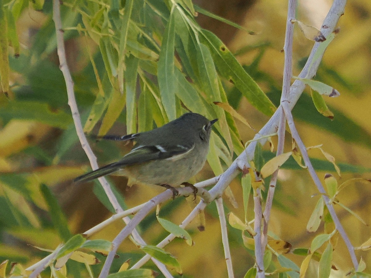 Ruby-crowned Kinglet - ML644735931