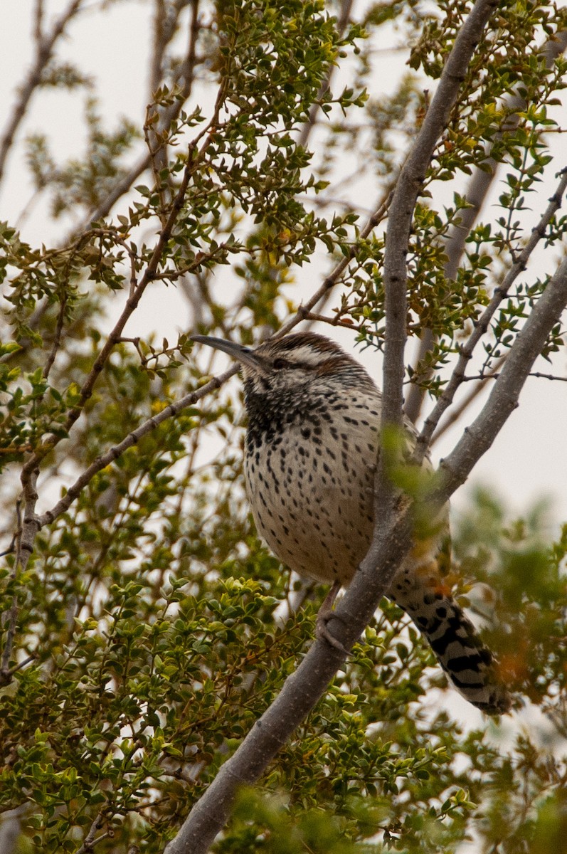 Cactus Wren - ML644735935