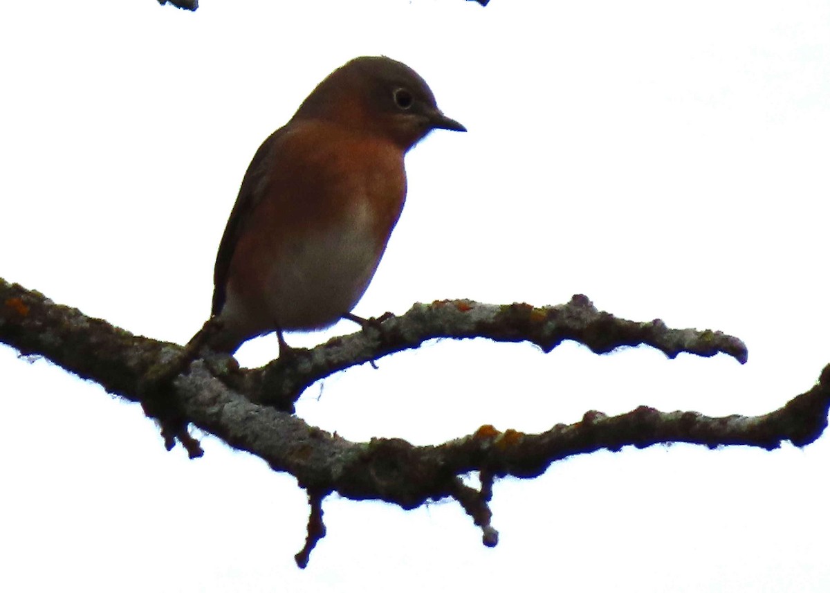 Eastern Bluebird - ML644735937