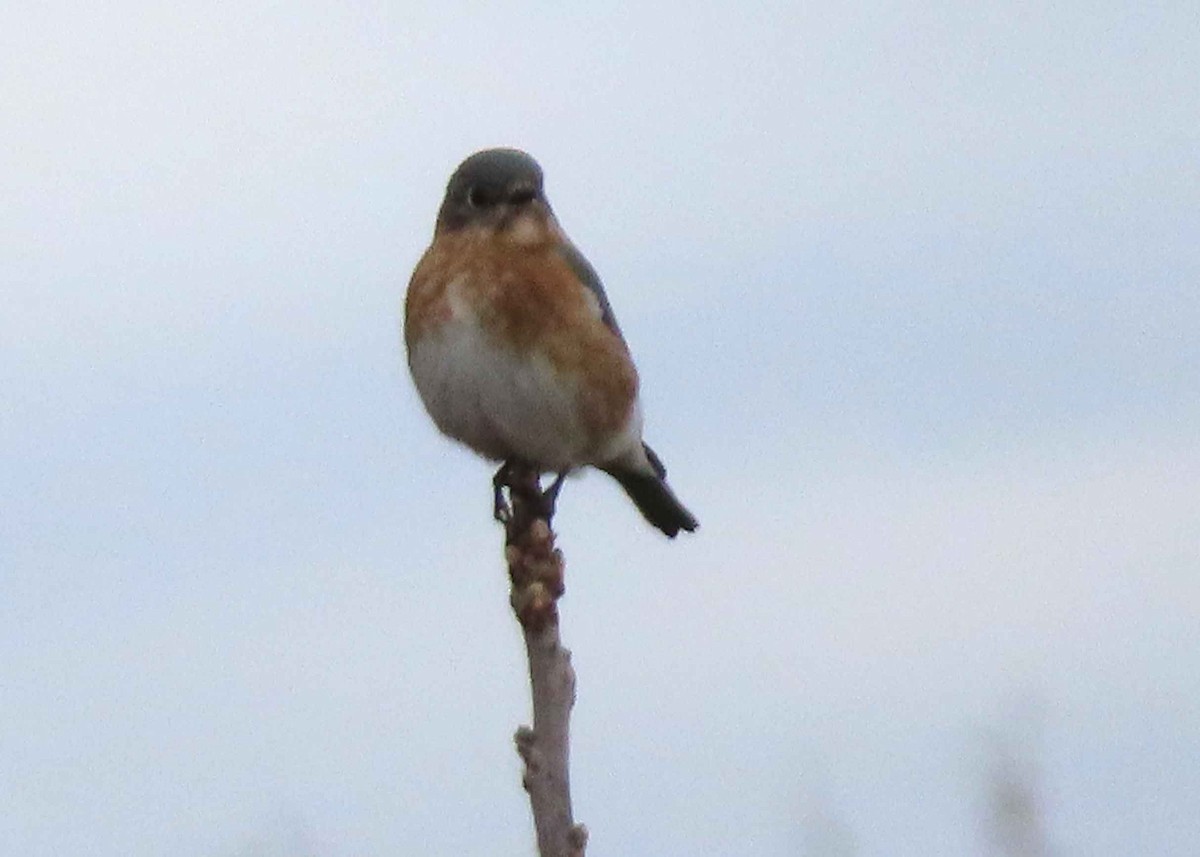 Eastern Bluebird - ML644735938