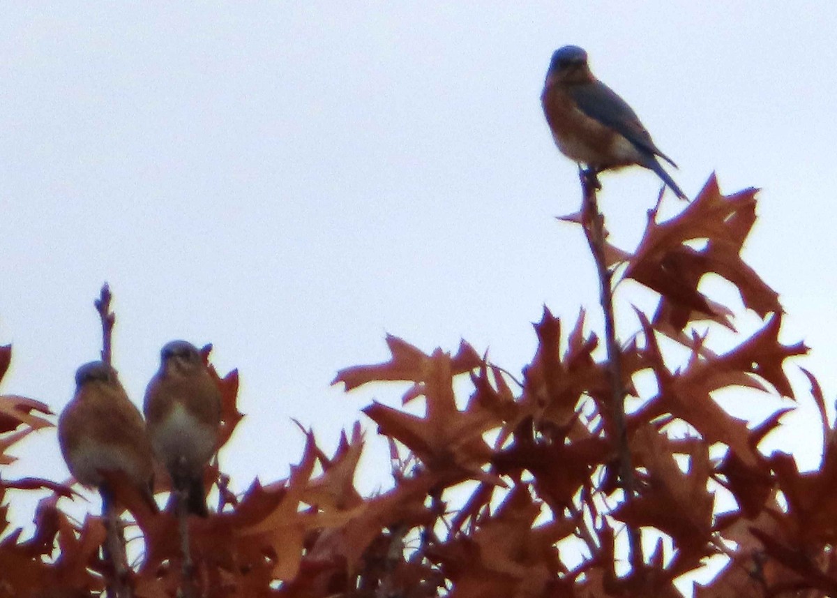 Eastern Bluebird - ML644735939