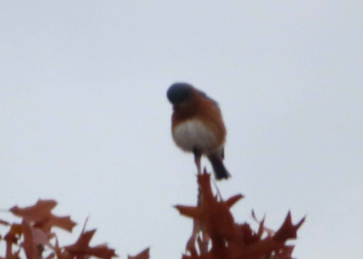 Eastern Bluebird - ML644735940
