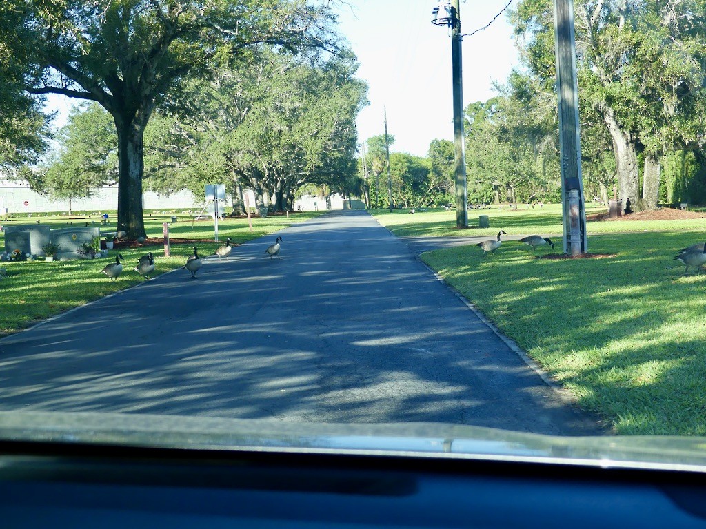 Canada Goose (moffitti/maxima) - ML644735945