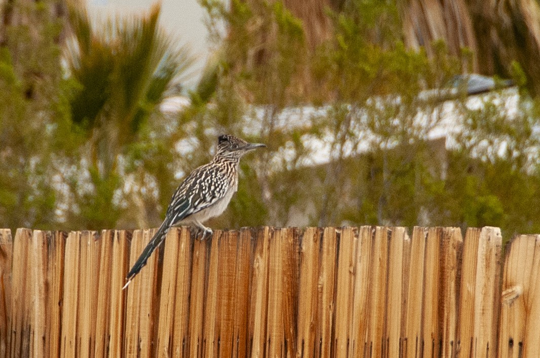 Greater Roadrunner - ML644735946