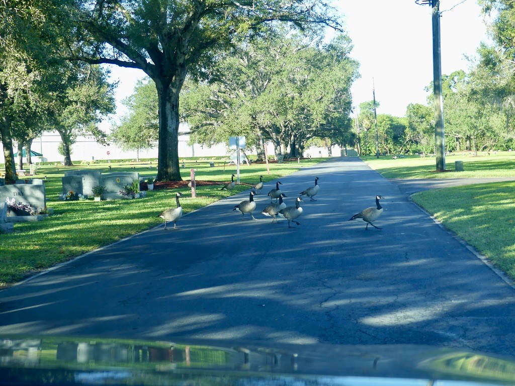 Canada Goose (moffitti/maxima) - ML644735948