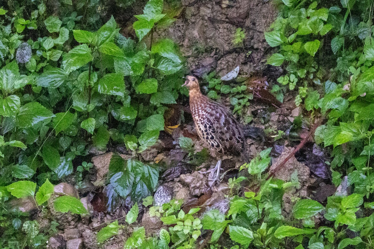 Gelbbrauen-Bambushuhn - ML644735949