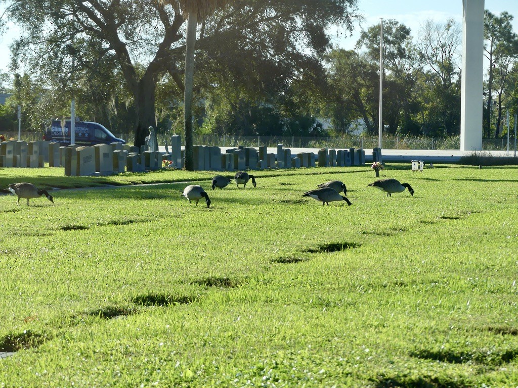 Canada Goose (moffitti/maxima) - ML644735950