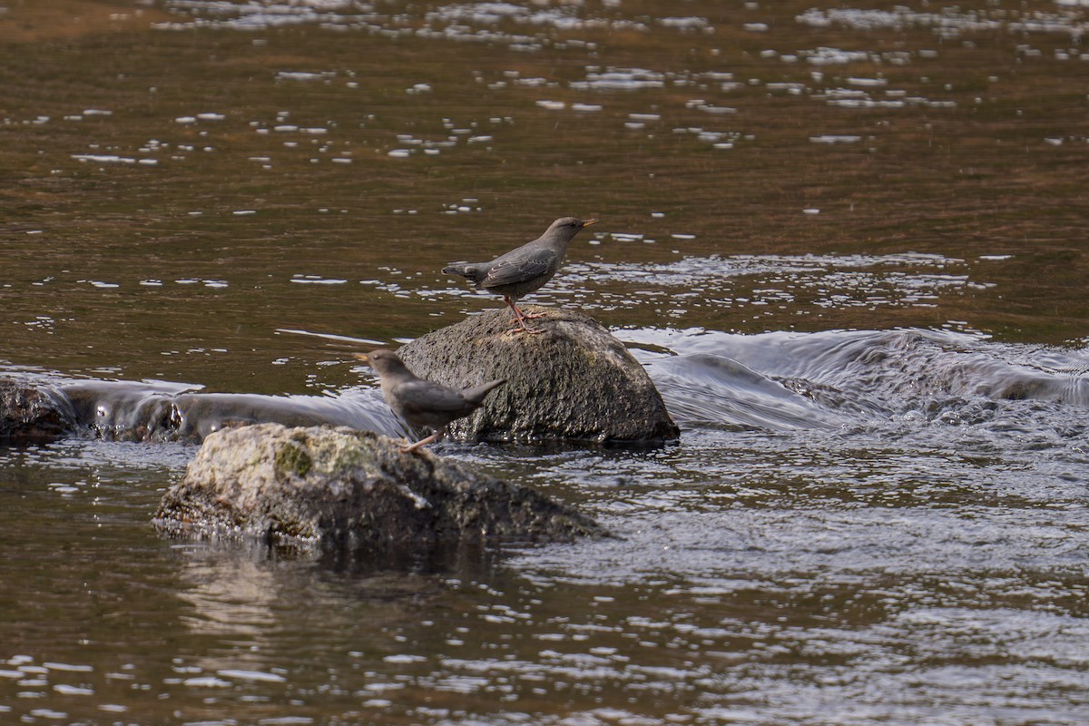 American Dipper - ML644735951