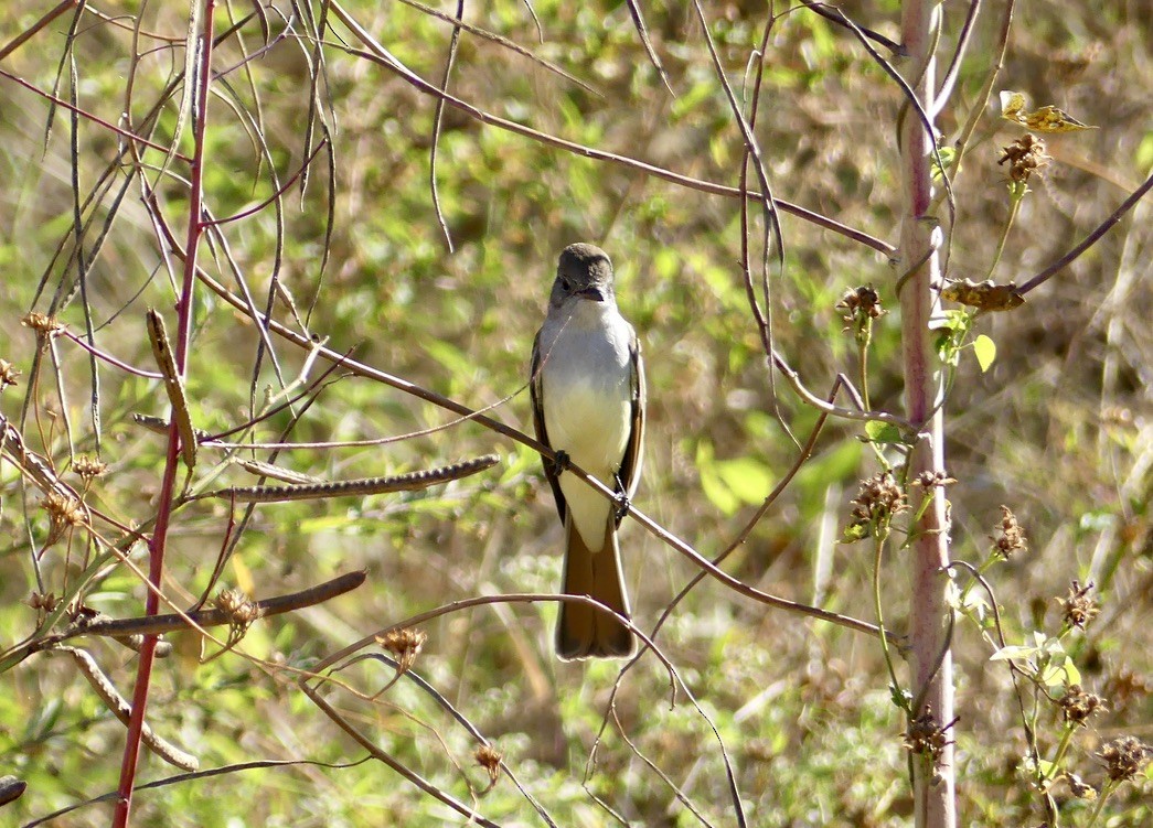 Ash-throated Flycatcher - ML644735953