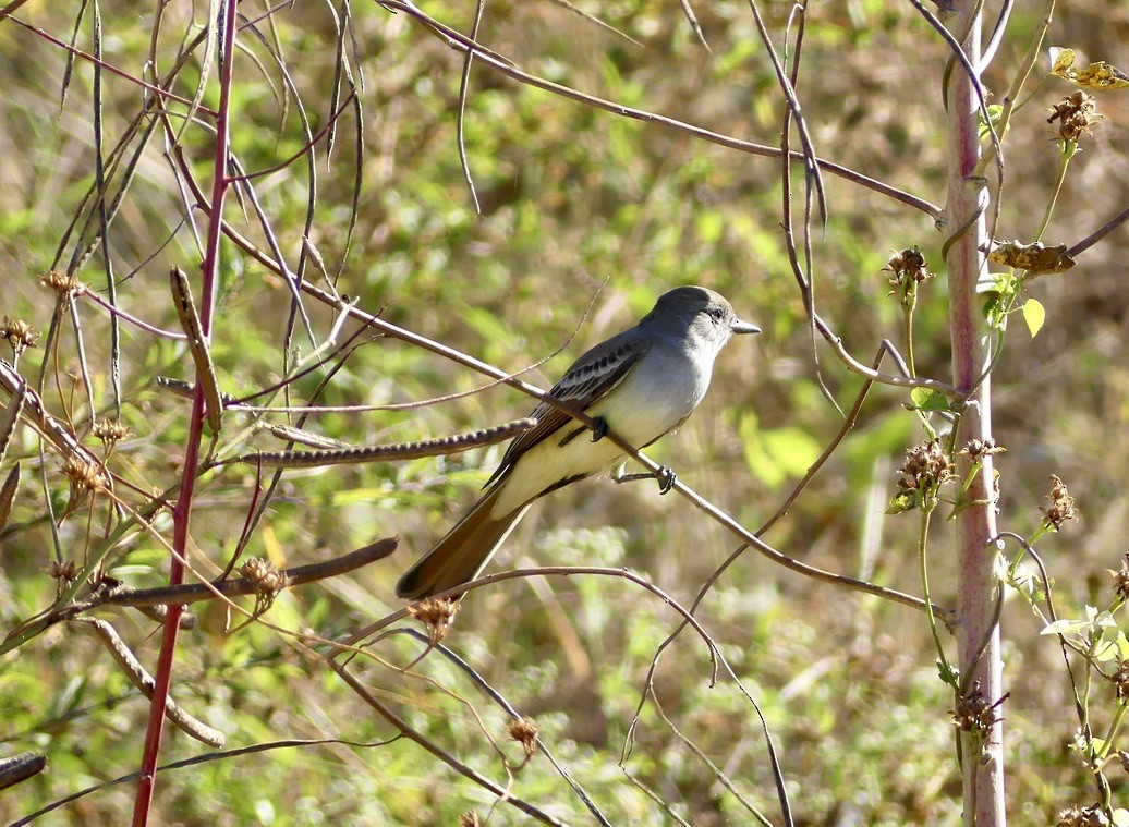 Ash-throated Flycatcher - ML644735954
