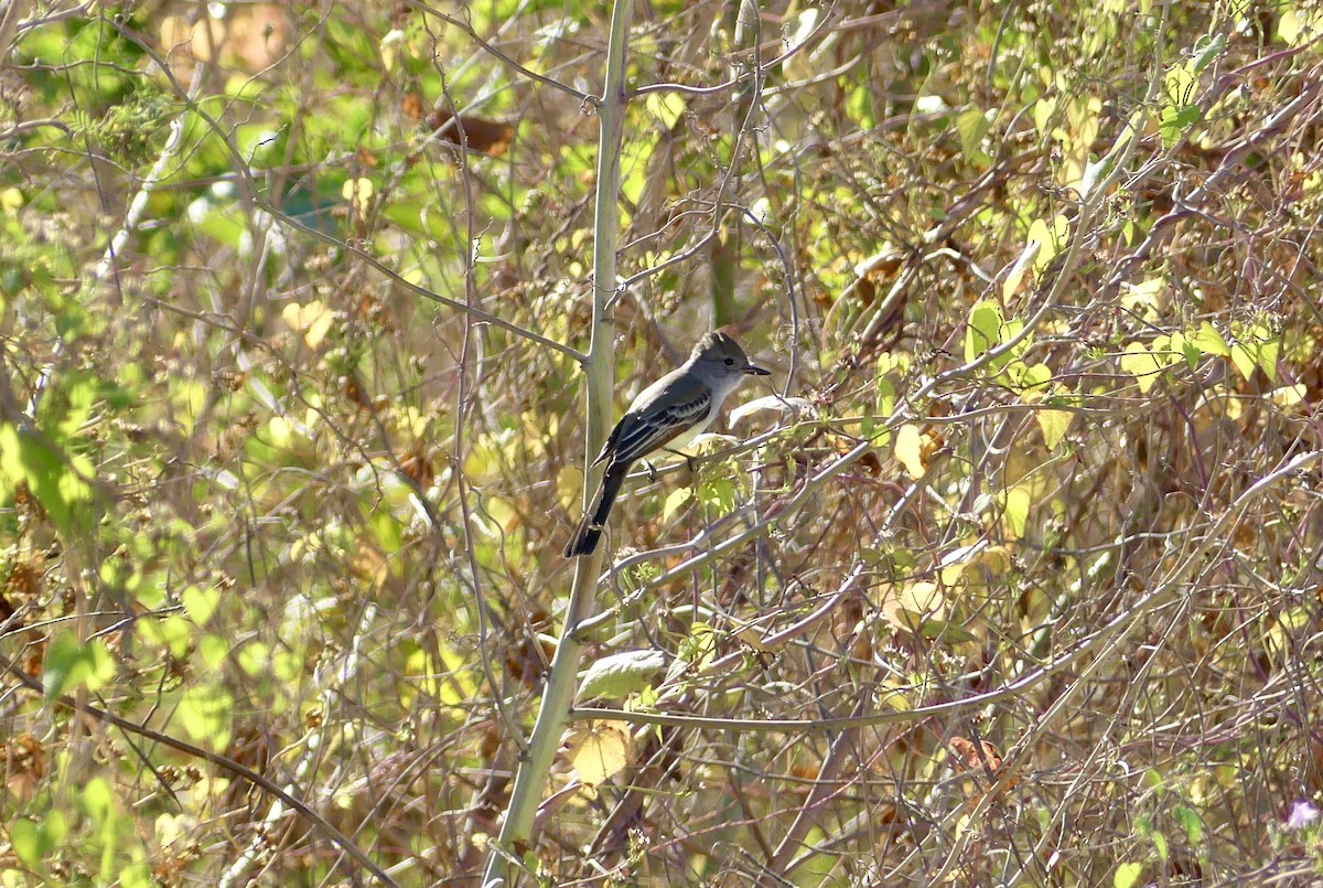Ash-throated Flycatcher - ML644735956
