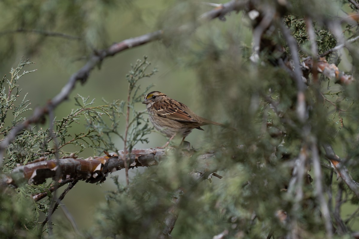 Chingolo Gorjiblanco - ML644735959