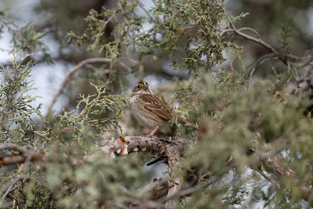 Chingolo Gorjiblanco - ML644735960