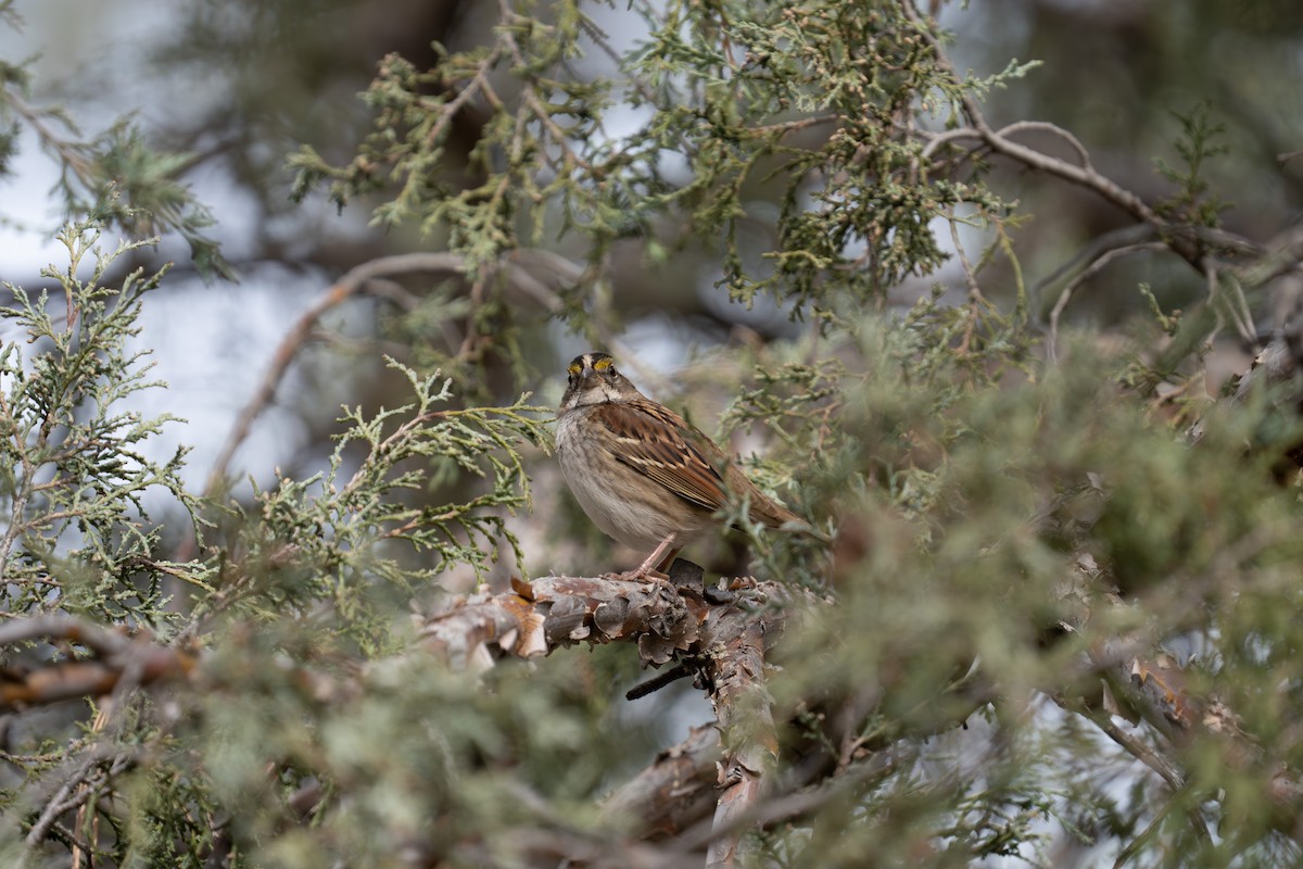 Chingolo Gorjiblanco - ML644735961