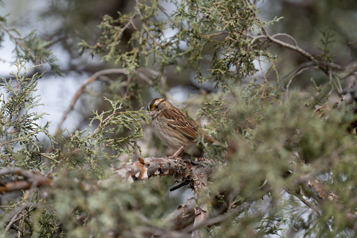 Chingolo Gorjiblanco - ML644735962