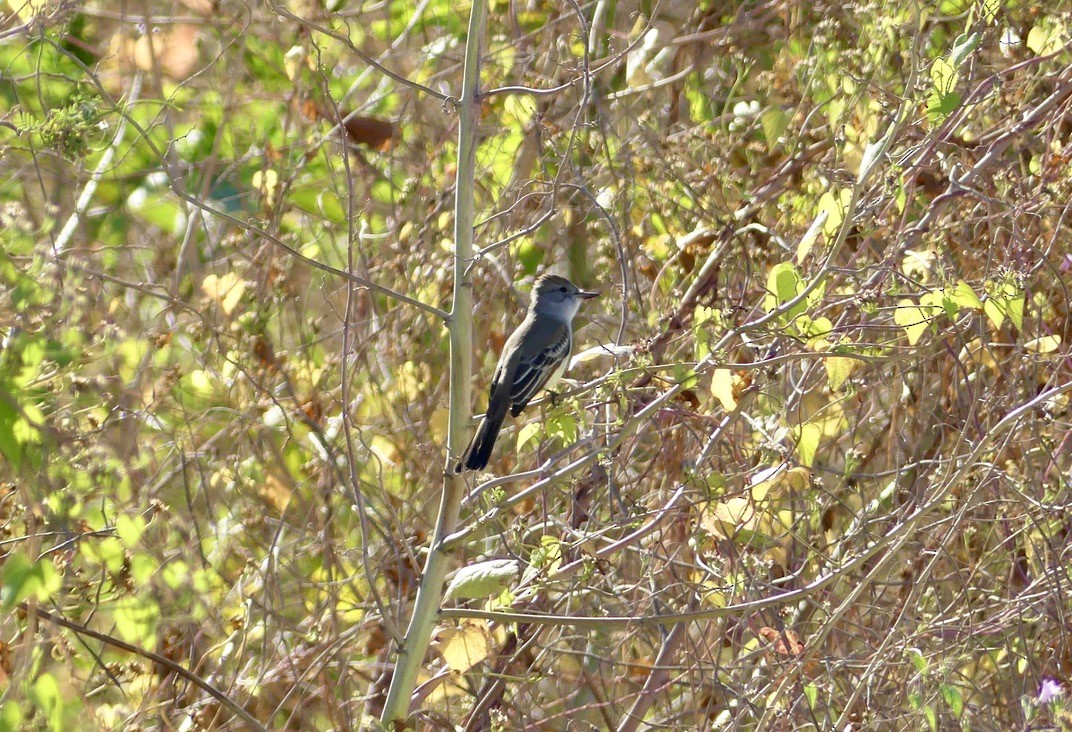Ash-throated Flycatcher - ML644735969