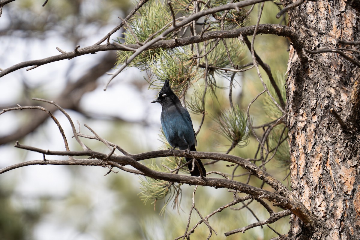 Steller's Jay - ML644735970