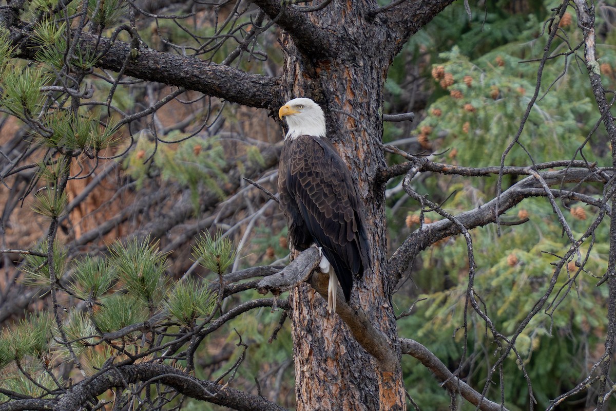 Pygargue à tête blanche - ML644735971