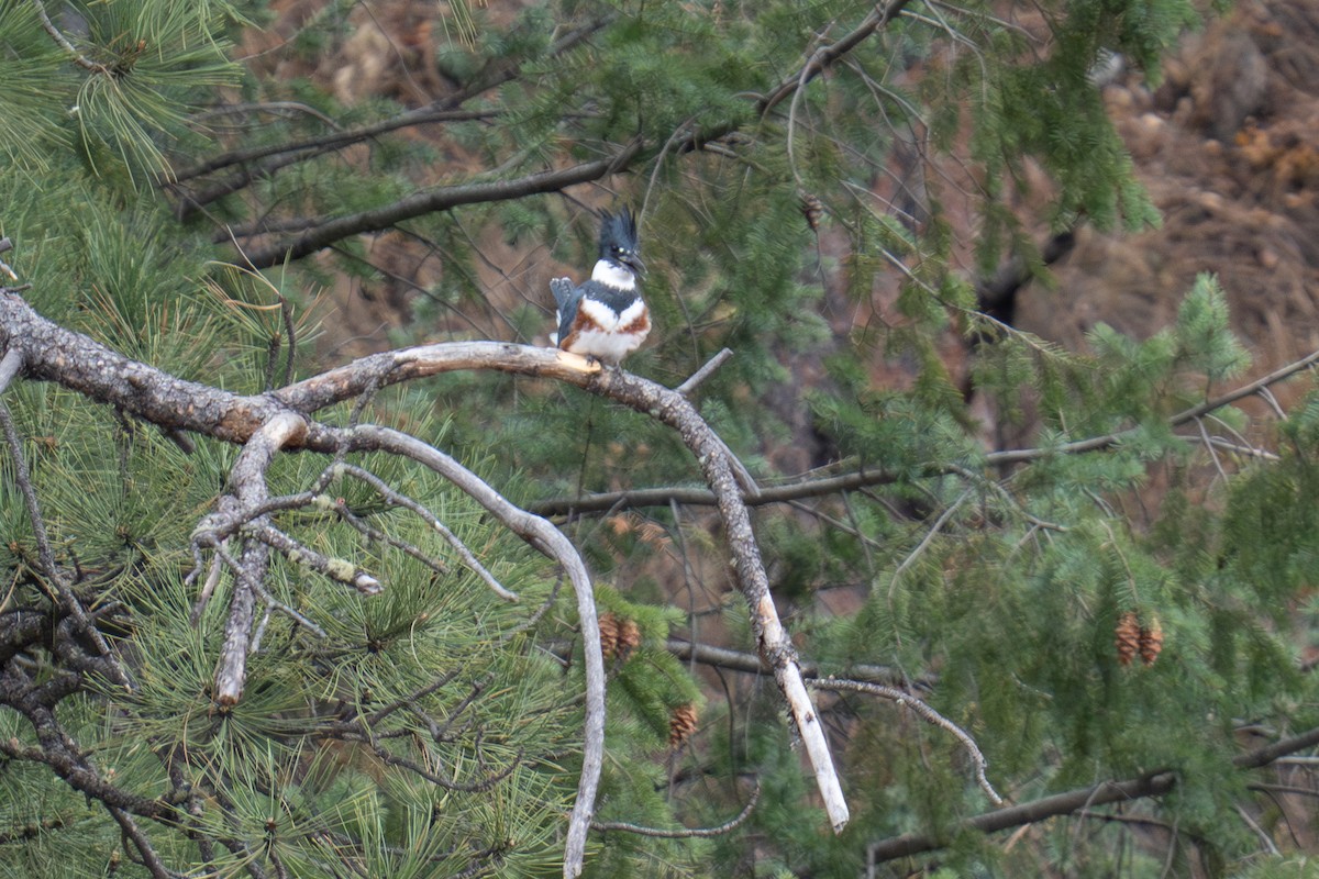 rybařík pruhoprsý - ML644735972