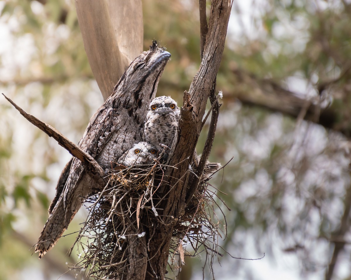 Tawny Frogmouth - ML644735975