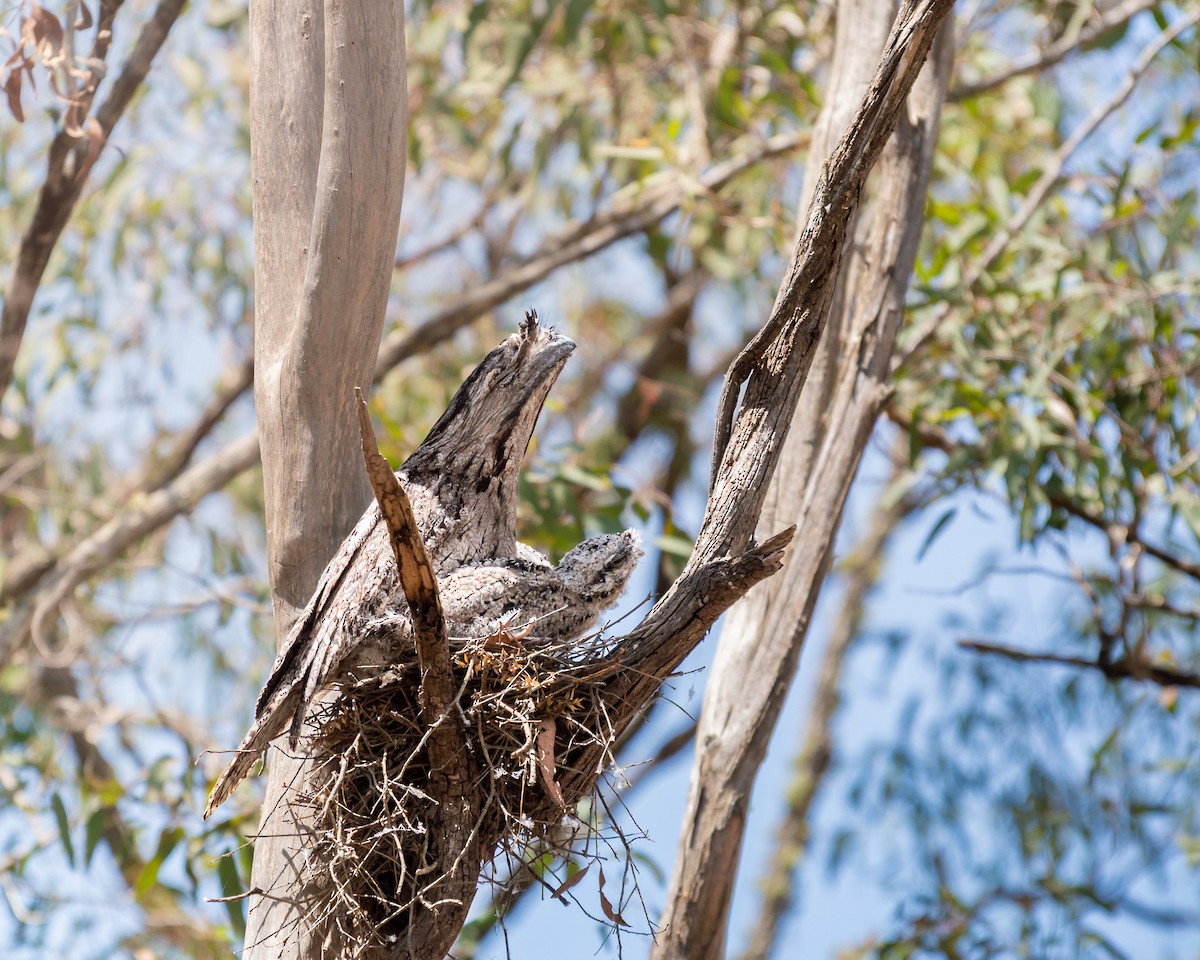 Tawny Frogmouth - ML644735976