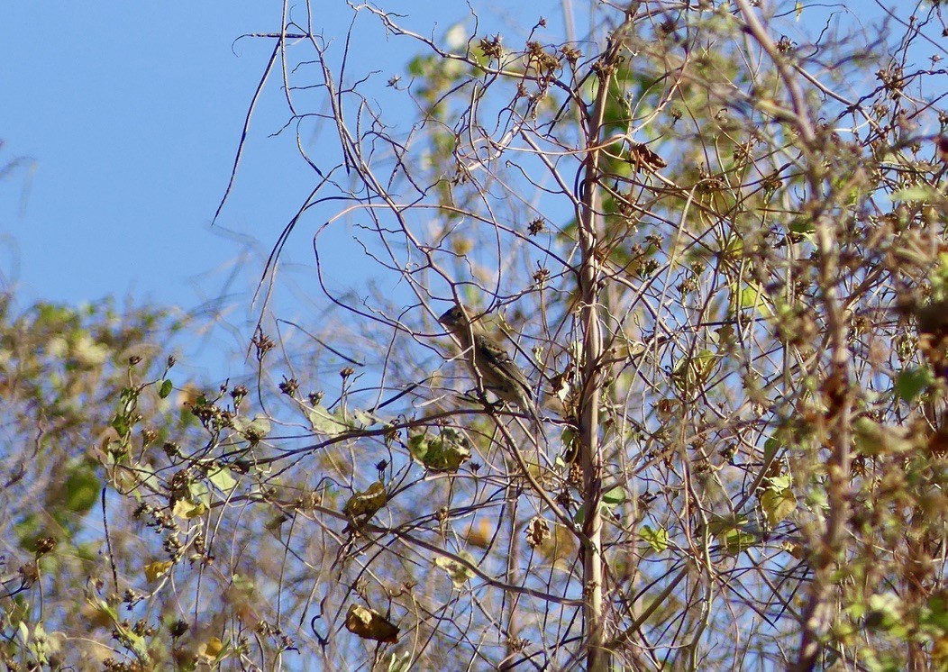 Blue Grosbeak - ML644735977