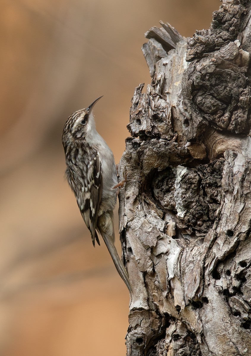 amerikatrekryper - ML644735978