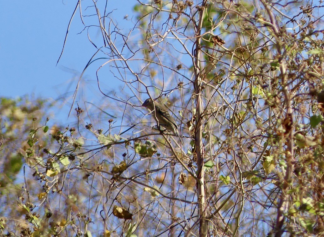 Blue Grosbeak - ML644735984