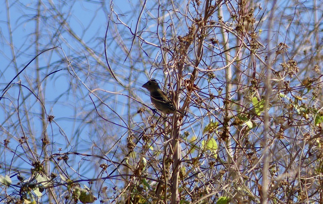 Blue Grosbeak - ML644735986