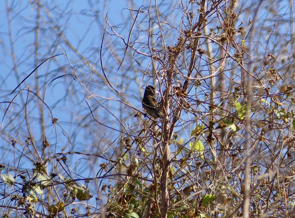Blue Grosbeak - ML644735987