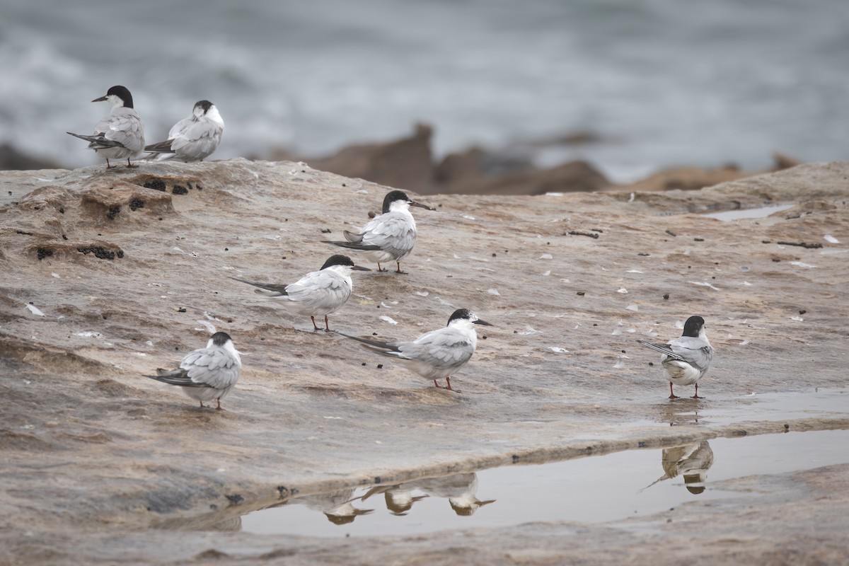 燕鷗 - ML644735989