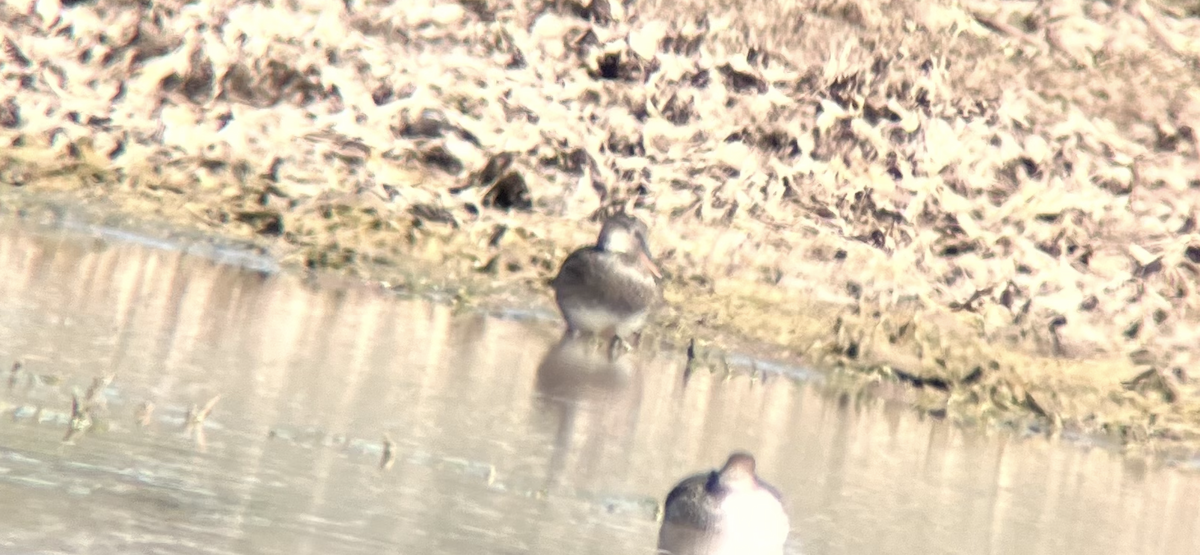 Ánade Friso - ML644735991