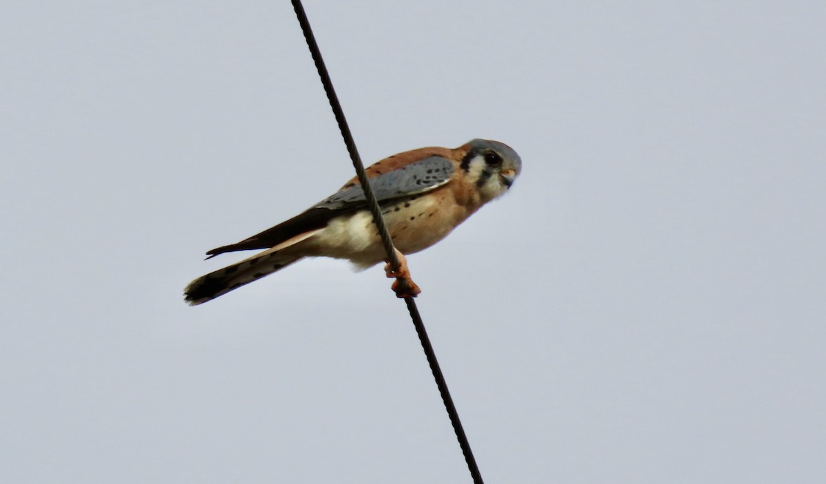 בז אמריקני - ML644735995