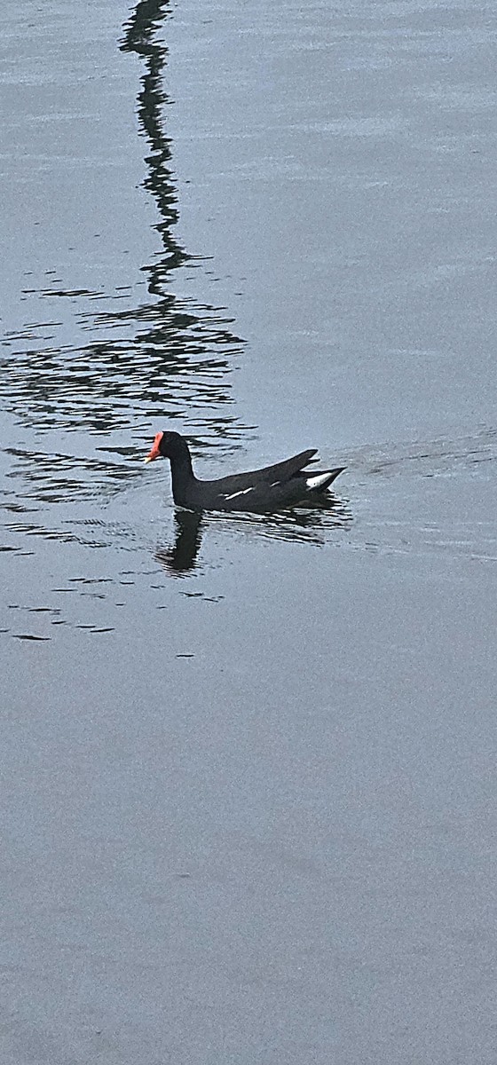 アメリカバン - ML644735997