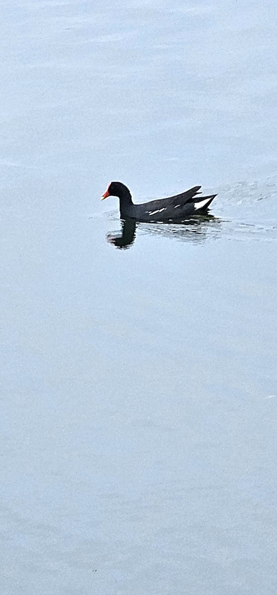 アメリカバン - ML644735998