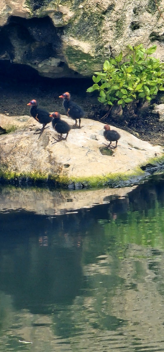 アメリカバン - ML644735999