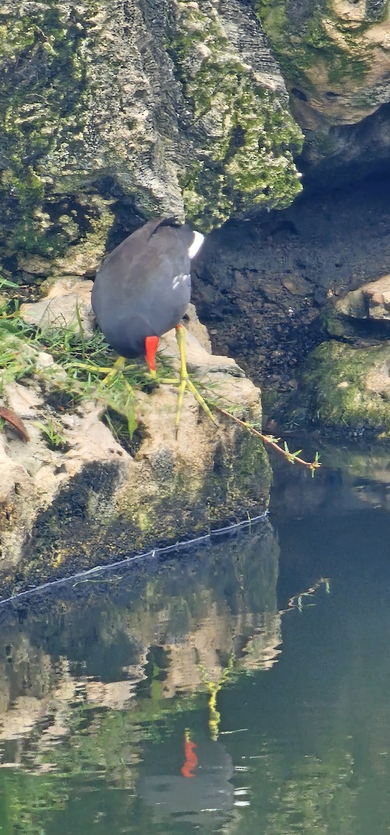 アメリカバン - ML644736000