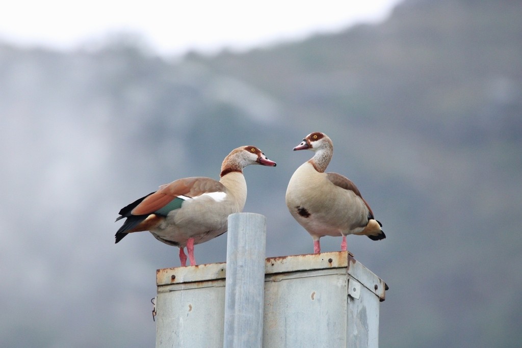 Egyptian Goose - ML644736004