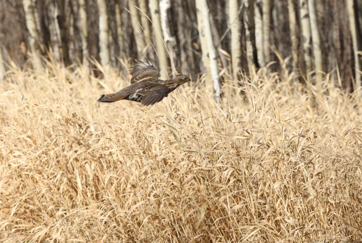 kragejerpe - ML644736007