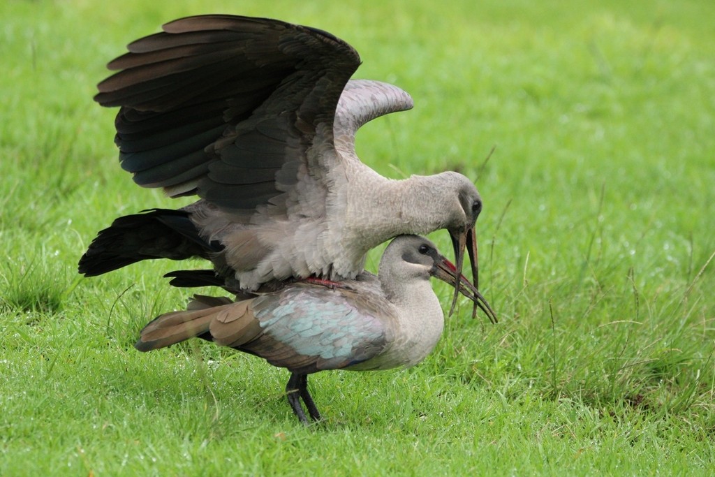 Hadada Ibis - ML644736015