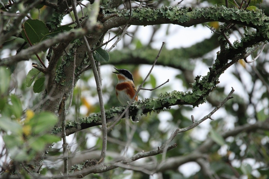 Cape Batis - ML644736016