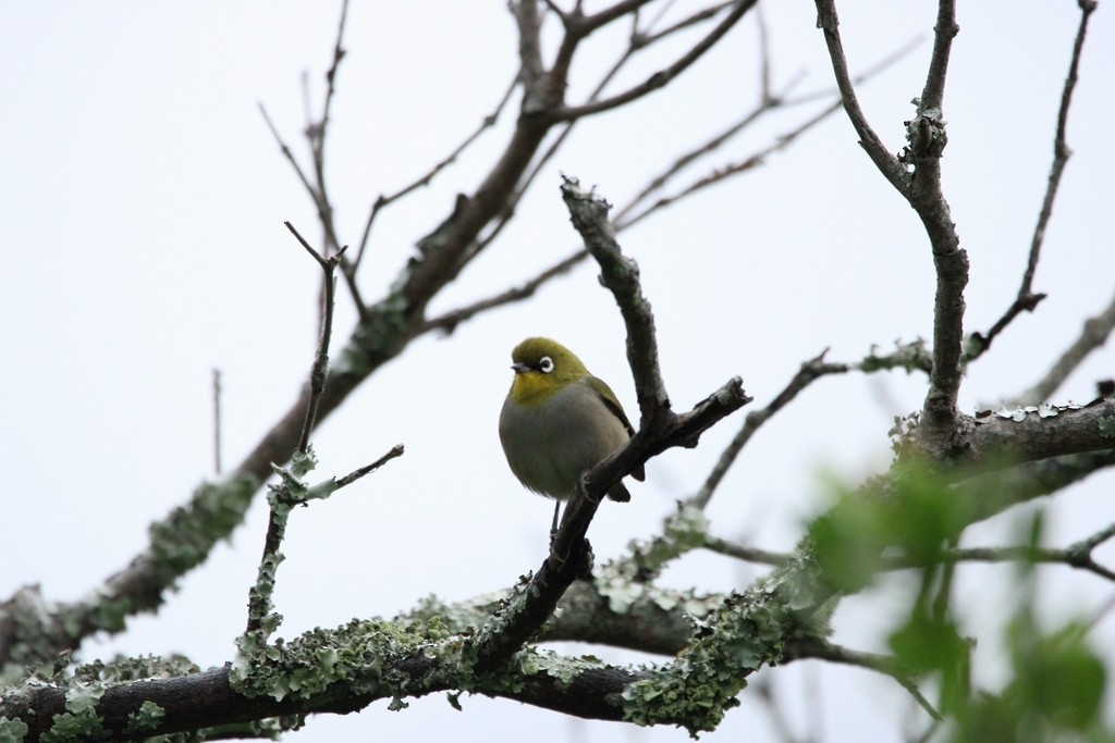 Kap Gözlükçüsü - ML644736021